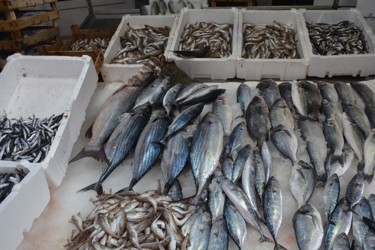 Balıkçılar İstedikleri Palamut Umudunu Bulmaya Başladı