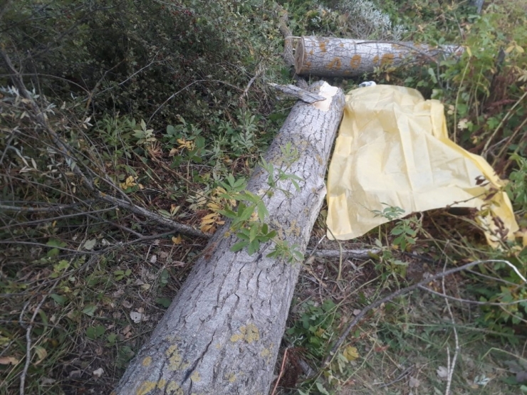 Kestiği Ağacın Altında Kalarak Can Verdi