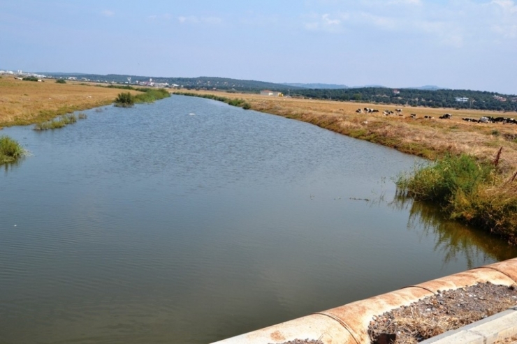 Ayvalık’ta Bakımsız Dere Kaplumbağaların Akınına Uğradı
