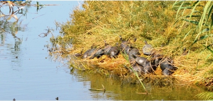Ayvalık’ta Bakımsız Dere Kaplumbağaların Akınına Uğradı