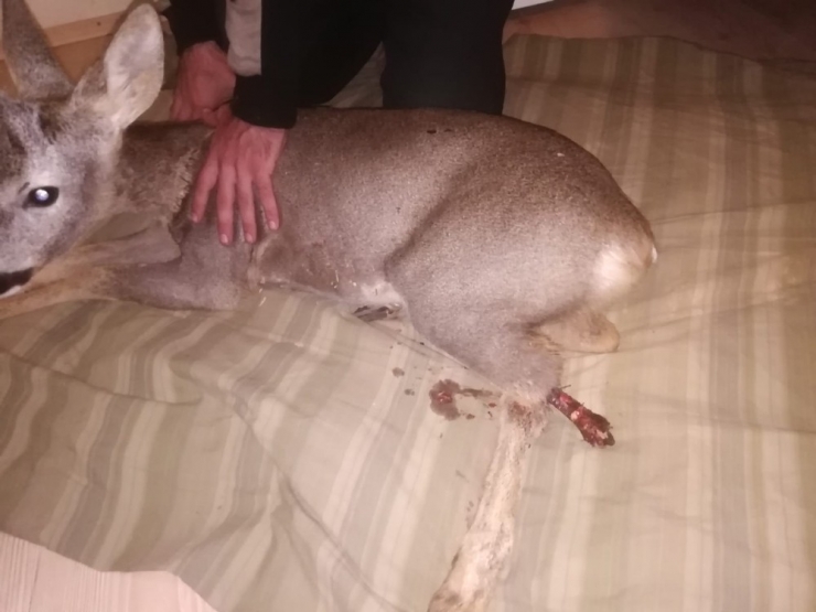 Yaralı Karacaya Aile Sahip Çıktı