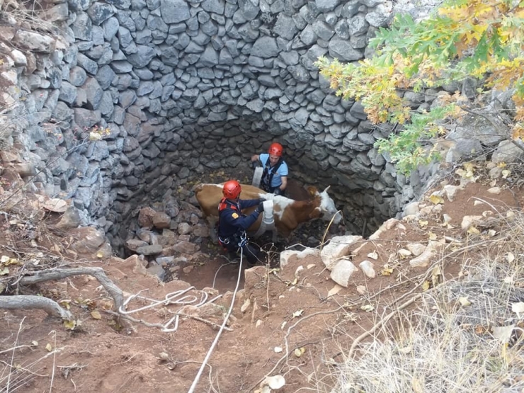 Kuyuya Düşen İnek Kepçe İle Kurtarıldı