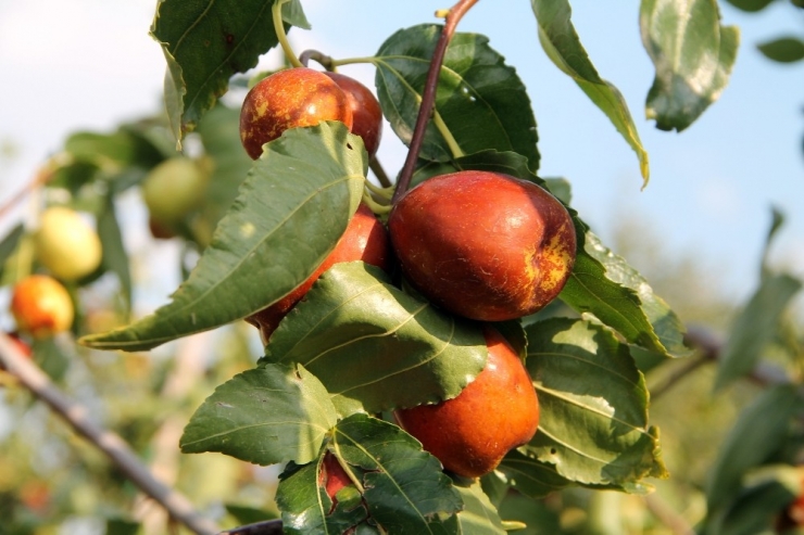 Ölümsüzlük Meyvesi Hünnabın Faydaları Saymakla Bitmiyor
