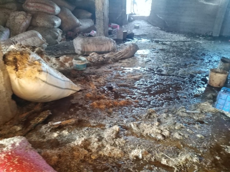 Yaşlı Kadının İneği Yangında Telef Oldu