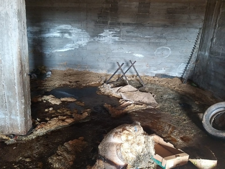 Yaşlı Kadının İneği Yangında Telef Oldu