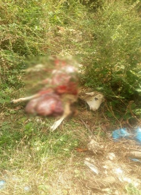 Kastamonu’da Ayılar, Köpek Ve Koyunu Telef Etti