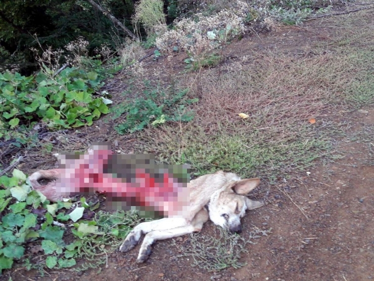 Kastamonu’da Ayılar, Köpek Ve Koyunu Telef Etti