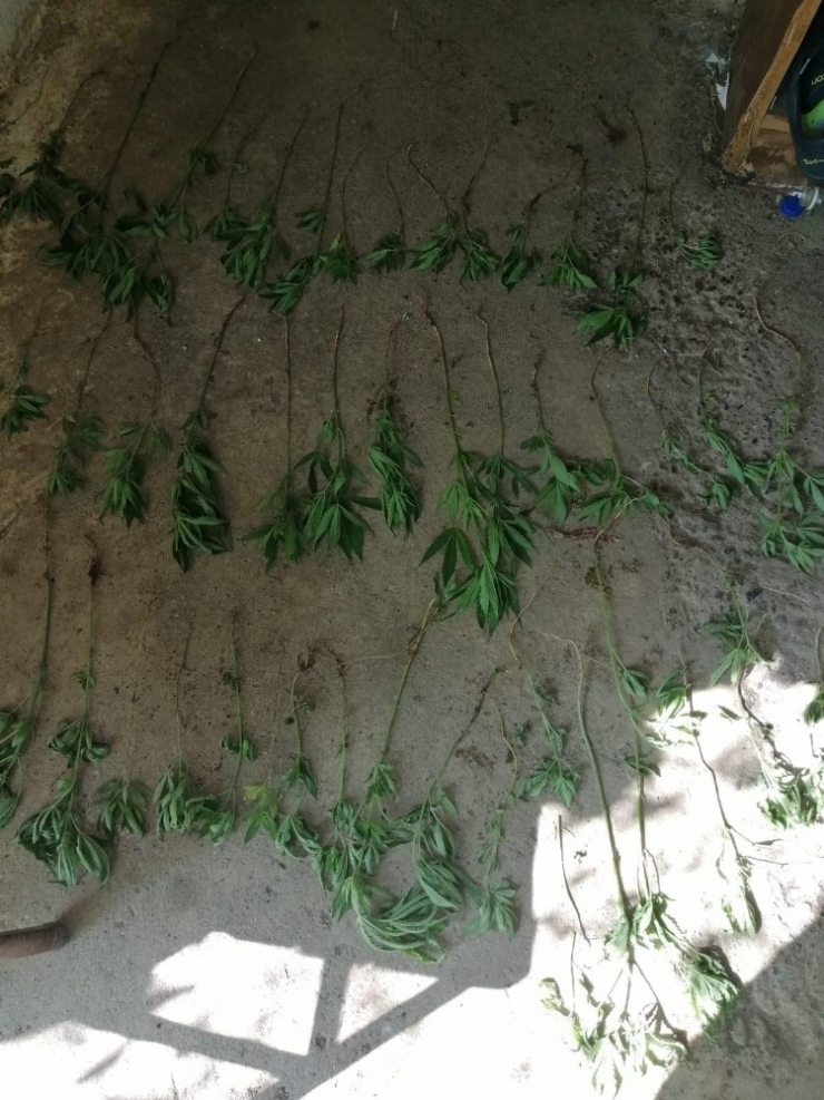 Köyceğiz’de Uyuşturucu Operasyonu, Baba Oğul Gözaltına Alındı