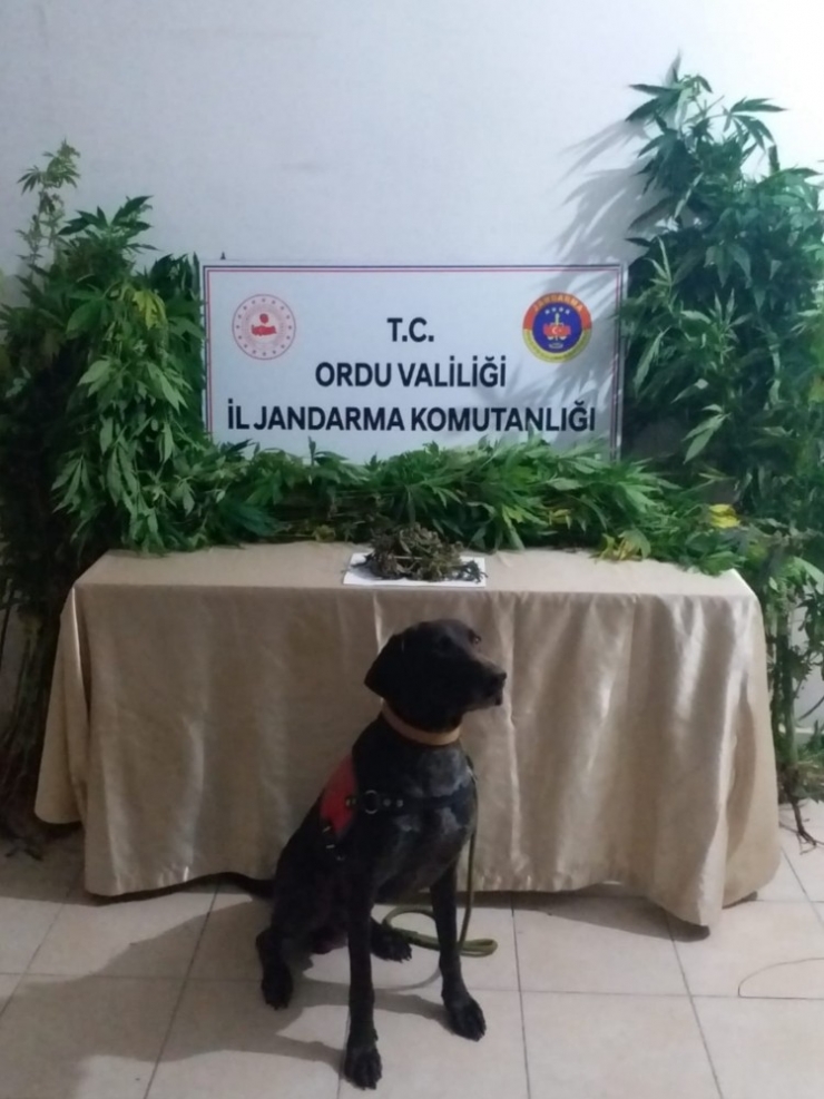 Ordu’da Kenevir Ve Esrar Operasyonu