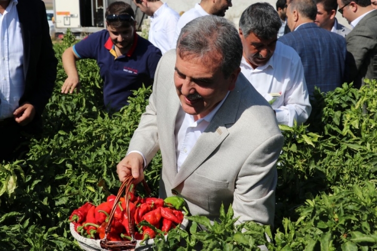 İsot Festivali Renkli Görüntülerle Başladı