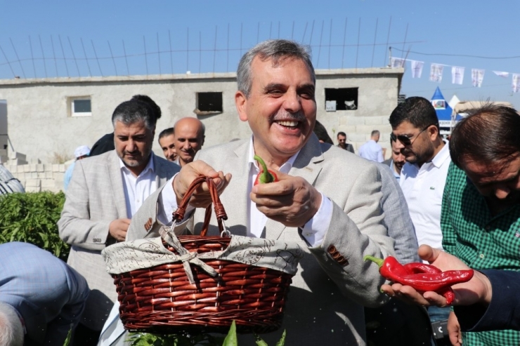 İsot Festivali Renkli Görüntülerle Başladı