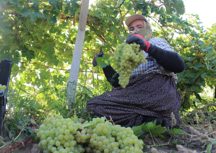 Tescilli Üzümde Hasat Zamanı