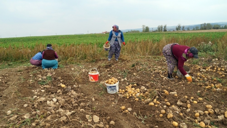 Altıkulaç: “Karadeniz Coğrafyasına Patates Anlamında Markamızı Vurduk”