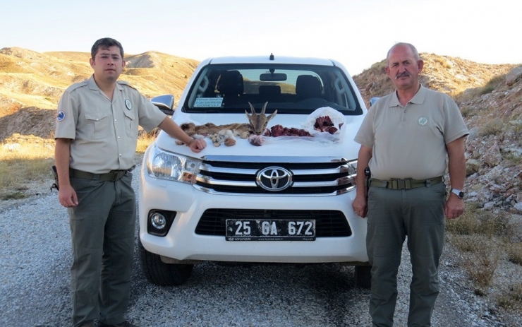 1 Yaşındaki Yaban Keçisi Kaçak Avcının Kurbanı Oldu