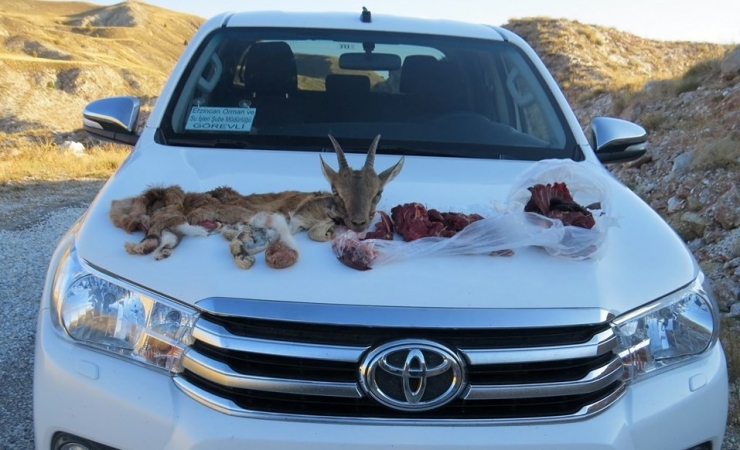 1 Yaşındaki Yaban Keçisi Kaçak Avcının Kurbanı Oldu