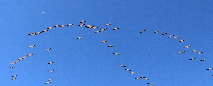 Pelikanlar Göç Yolunda