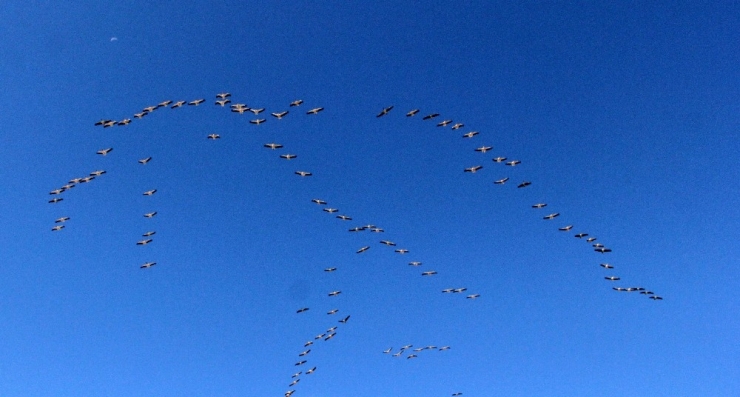 Pelikanlar Göç Yolunda