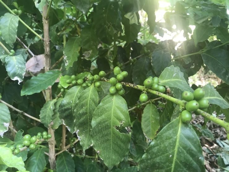 Antalya’da Türk Kahvesi Üretimi