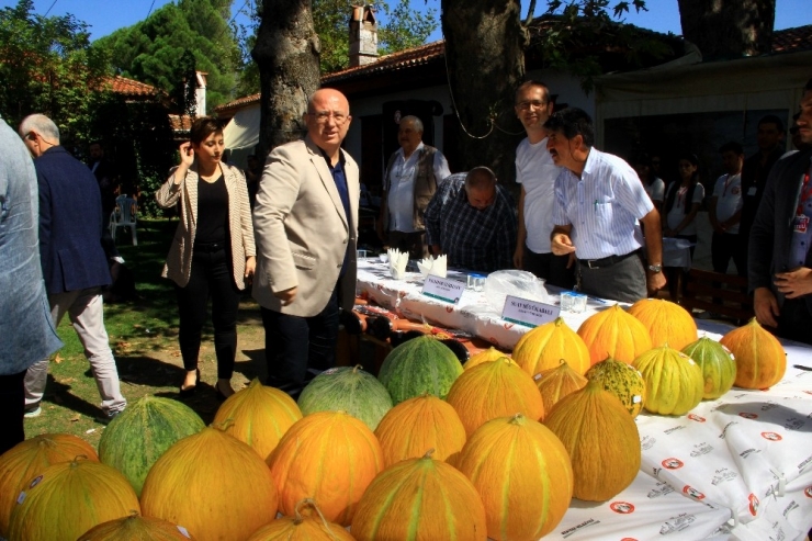 Yaylanın En Güzel Kavunları Yarıştı