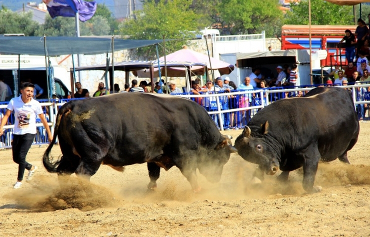 Boğalar ‘Muğla Şampiyonası’ İçin Arenaya Çıktı