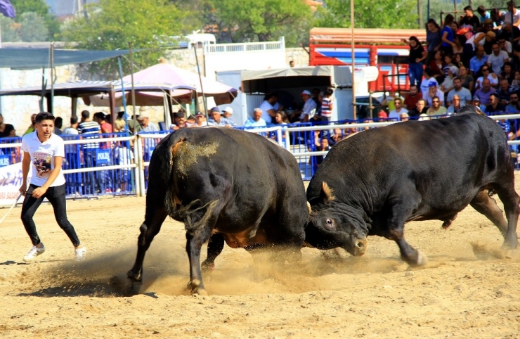 Boğalar ‘Muğla Şampiyonası’ İçin Arenaya Çıktı