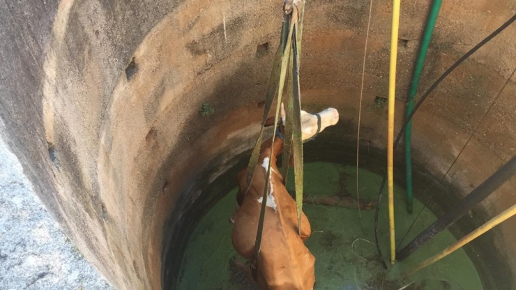 Kuyuya Düşen İnek Vinçle Çıkarıldı