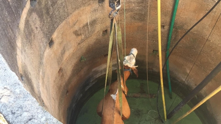 Kuyuya Düşen İnek Vinçle Çıkarıldı