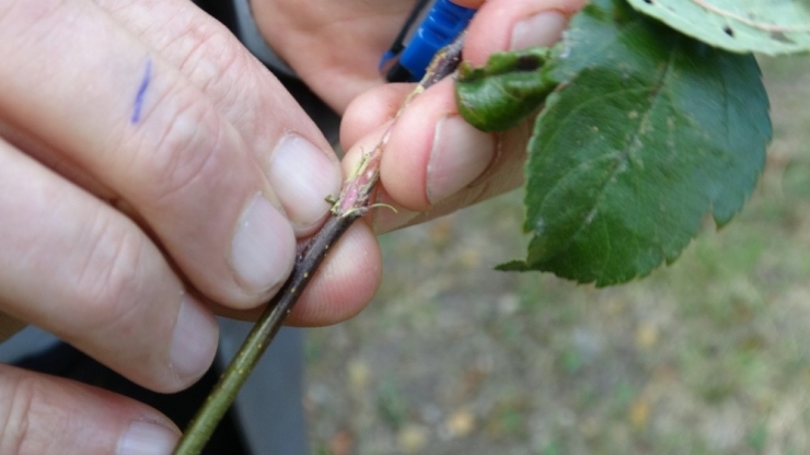 Posof’un İçi Dışı Kırmızı Elması Tescillendi
