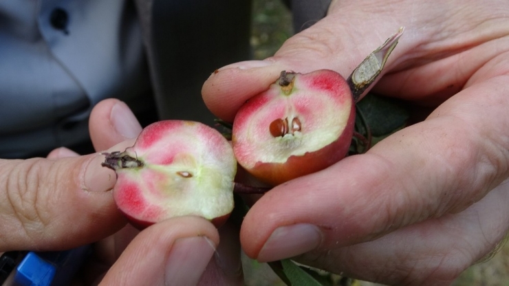 Posof’un İçi Dışı Kırmızı Elması Tescillendi