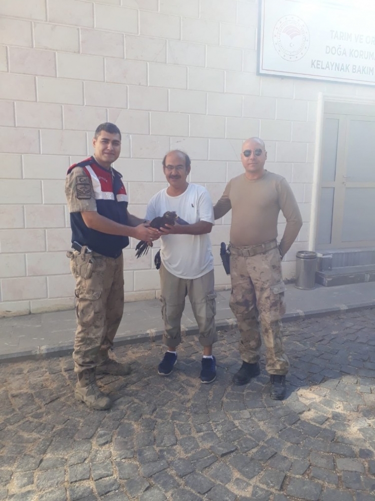 Yaralı Bulunan Arı Şahin’i Tedavi Altına Alındı