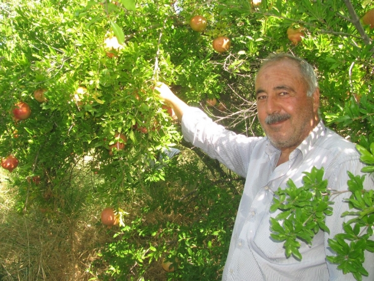 Nar Ekşisi Yapımında Kullanılan "Yaylacık Narı"nın Hasadı Başladı