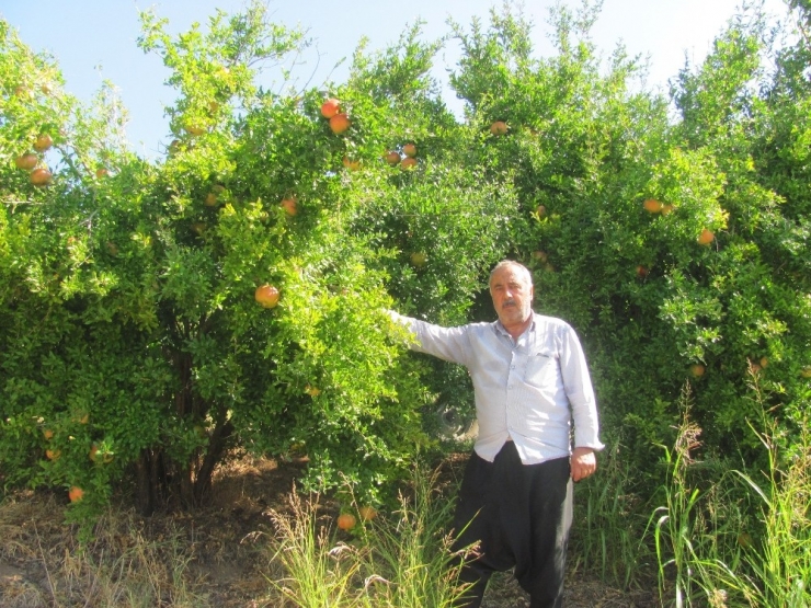 Nar Ekşisi Yapımında Kullanılan "Yaylacık Narı"nın Hasadı Başladı