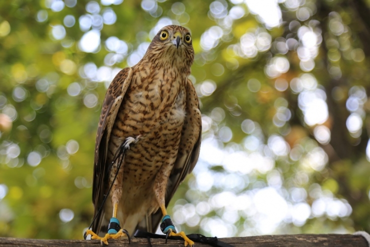 Artvin’de Atmaca Avcılığı Babadan Oğula Yaşatılıyor
