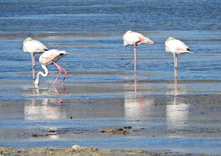 Alaçatı Azmak Kuş Rotası İlk Kez Uluslararası Kayıtlara Girecek