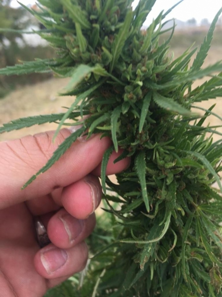 Kars’ta Kenevir Ele Geçirildi