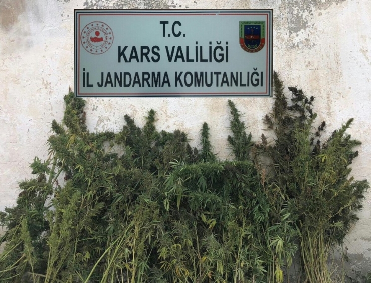 Kars’ta Kenevir Ele Geçirildi