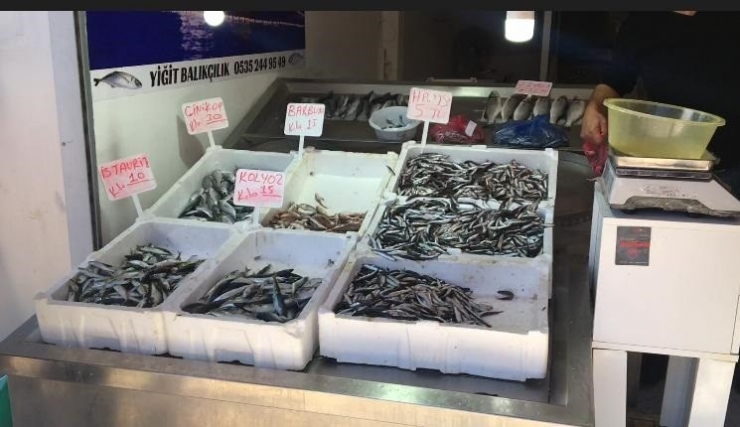 Kastamonu’da Hamsinin Fiyatı 5 Liraya Kadar Düştü