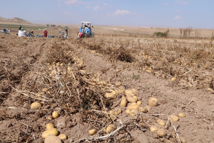 Yerli Tohumlar Patates Tohumu İthalatına Son Verecek