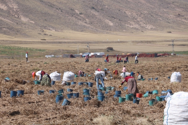 Yerli Tohumlar Patates Tohumu İthalatına Son Verecek