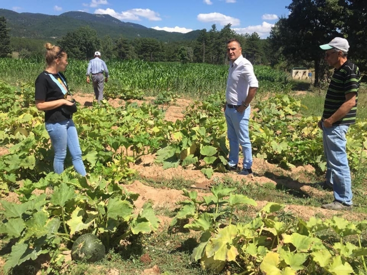 Simav’da Çerezlik Kabak Hasadı