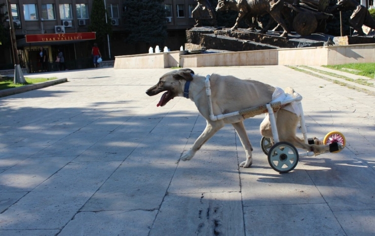 Yaşamaz Denilen Felçli Köpeği Hayata Döndürdü