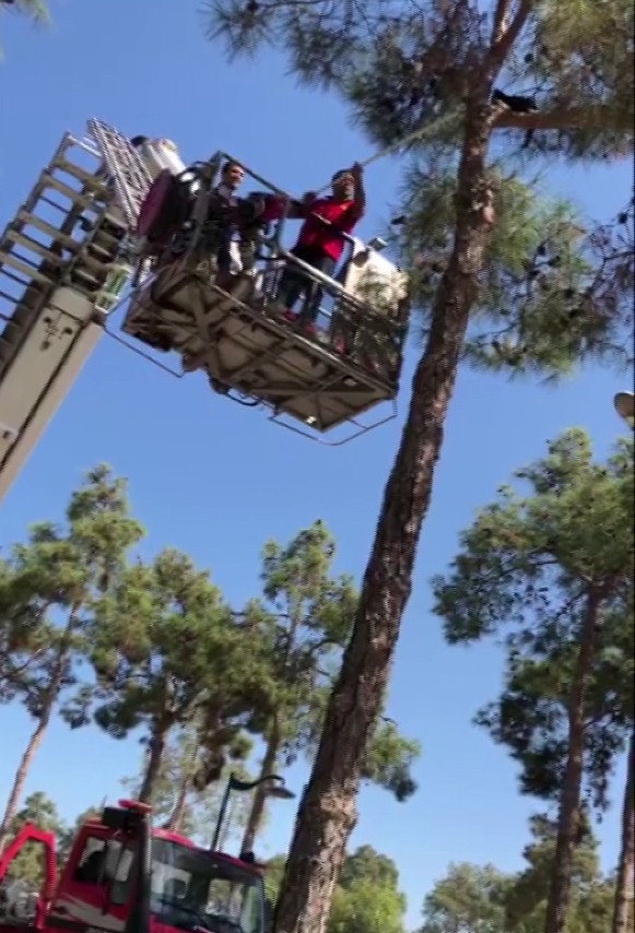 5 Saat Ağaçta Mahsur Kalan Kedi Kurtarıldı