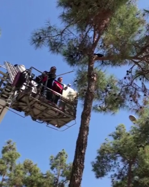 5 Saat Ağaçta Mahsur Kalan Kedi Kurtarıldı