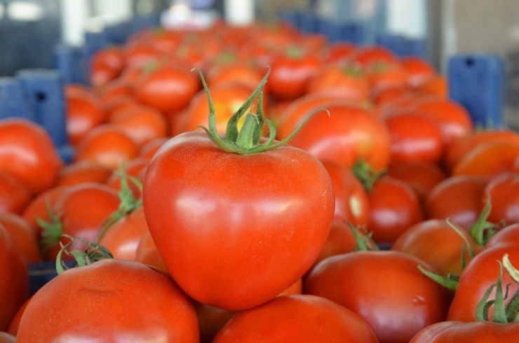 Tonlarca Domates Kabzımalların Elinde Kaldı