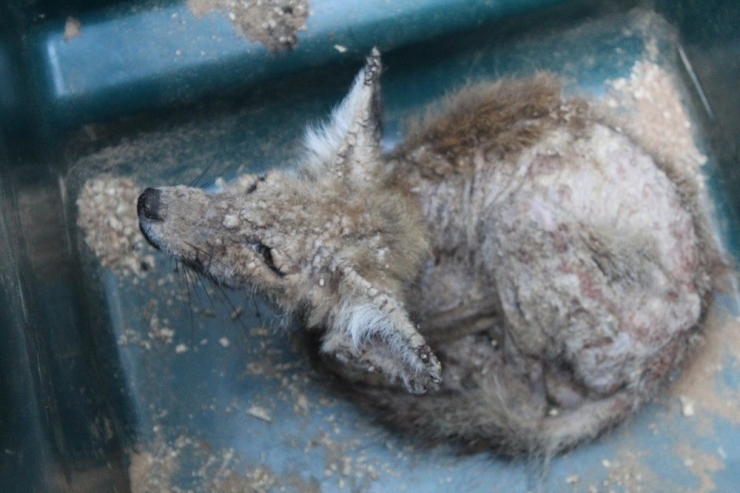 Enstitü Çalışanlarından Uyuz Tilkiye Yardım Eli