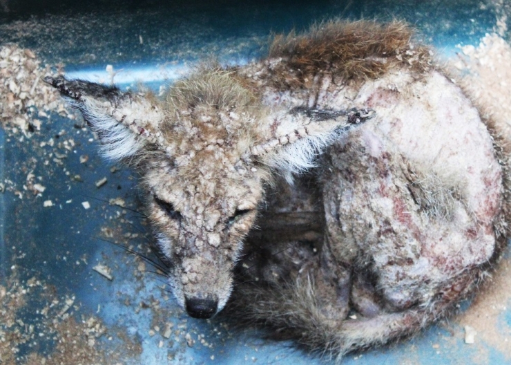 Enstitü Çalışanlarından Uyuz Tilkiye Yardım Eli