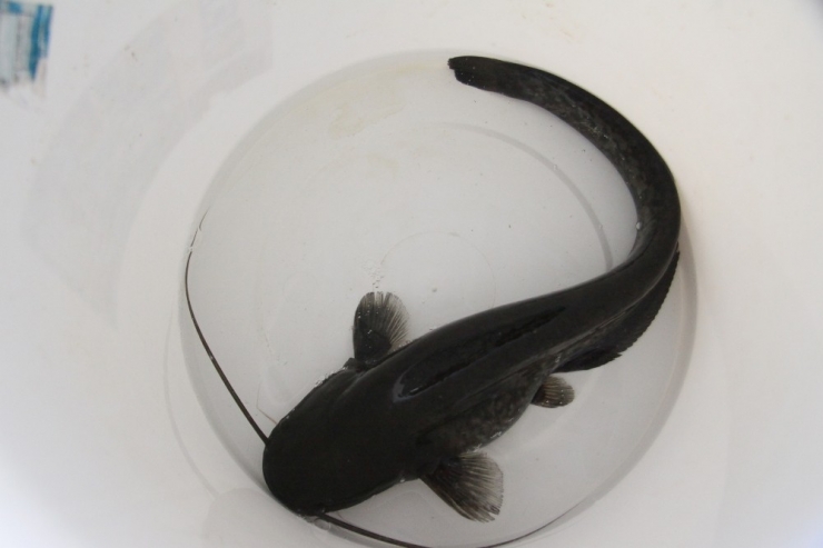 20 Bin Yayın Balığı, 7 İlde 7 Kaynağa Bırakılacak