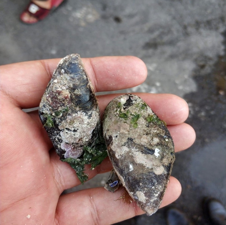 Antalya’da 8 Ton Kaçak Midye Yakalandı