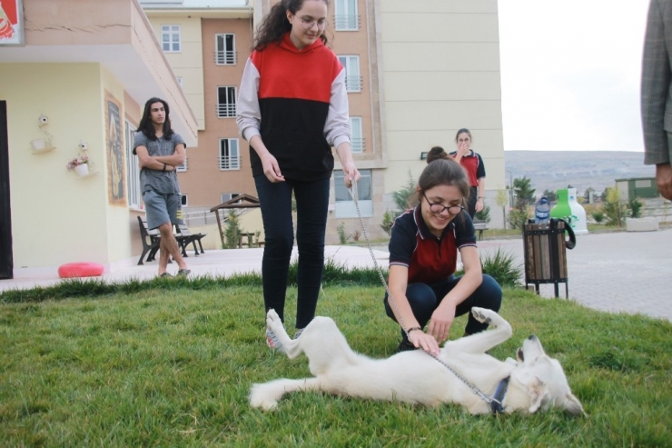Bu Okulda Sadece Ders Değil Hayvan Sevgisi De Öğretiliyor