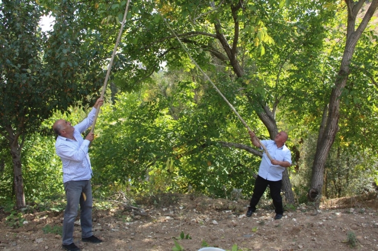 Hekimhan Cevizinde Hasat Zamanı